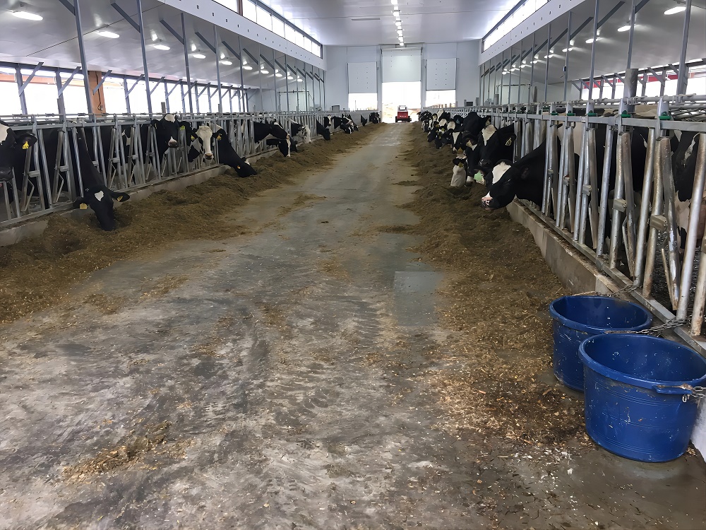 創新寵物友好型混凝土解決方案 4 IMG 0865