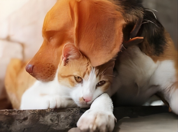 創新寵物友好型混凝土解決方案 1 Pet4